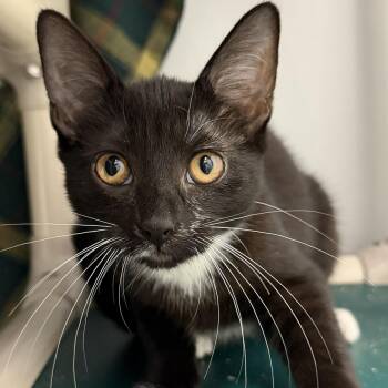 Courtney -  Domestic Short Hair Cat for Adoption in Cooperstown, New York - Courtney | PetCurious