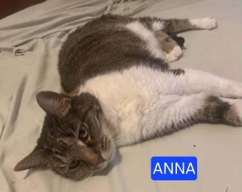 Anna & Sophie -  Domestic Short Hair Cat for Adoption in Louisville, Kentucky - Anna & Sophie | PetCurious