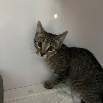 Montgomery -  Domestic Short Hair Cat Available for Adoption in Sarasota, Florida - Montgomery | PetCurious