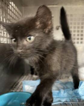 CASEY -  Domestic Short Hair Cat for Adoption in Chester, South Carolina - CASEY | PetCurious