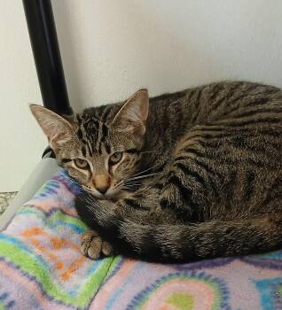 Tahiti -  Tabby and Domestic Short Hair Cat for Adoption in Bay City, Michigan - Tahiti | PetCurious