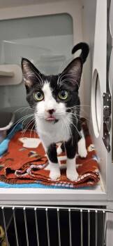 Domestic Short Hair Cats Available for Adoption in Muskegon, Michigan - Manuela | PetCurious