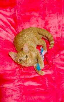 Domestic Short Hair Cats Available for Adoption - Fergie | PetCurious