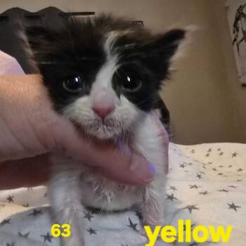 Ippolito -  Domestic Short Hair Cat for Adoption in Spokane, Washington - Ippolito | PetCurious
