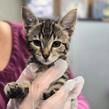 Domestic Short Hair Cats Available for Adoption in Vineland, New Jersey - Talulah | PetCurious