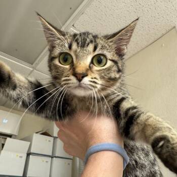 Mister -  Domestic Short Hair Cat for Adoption in Pekin, Illinois - Mister | PetCurious