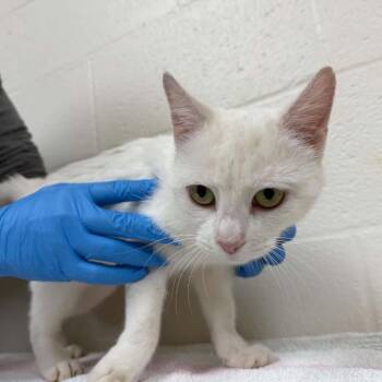 SVAS-Stray-39618 -  Domestic Short Hair Cat for Adoption in Lyndhurst, Virginia - SVAS-Stray-39618 | PetCurious