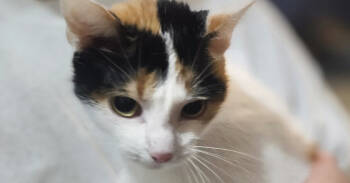 Rescue Domestic Short Hair Cats for Adoption in Loveland, Ohio - Vienna | PetCurious