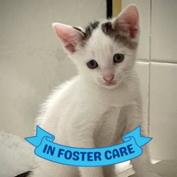 OLLIE -  Domestic Short Hair Cat for Adoption in Tallahassee, Florida - OLLIE | PetCurious