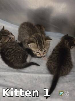 Domestic Short Hair Cats Available for Adoption in Rocky Mount, North Carolina - Kitten 1 | PetCurious
