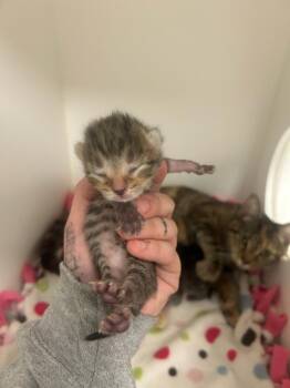 Domestic Short Hair Cats Available for Adoption in Greenfield, Indiana - Bosco | PetCurious