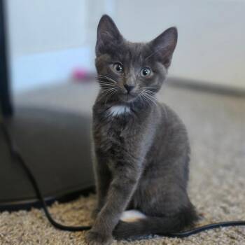 Mr. Peep -  Domestic Short Hair Cat for Adoption in Layton, Utah - Mr. Peep | PetCurious
