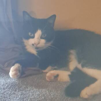 Marilyn Coming In -  Domestic Short Hair Cat for Adoption in Clifton, New Jersey - Marilyn Coming In | PetCurious