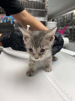 POMELO -  Domestic Short Hair Cat for Adoption in Albuquerque, New Mexico - POMELO | PetCurious