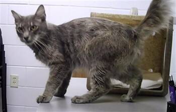 THOR -  Domestic Medium Hair Cat for Adoption in St. Cloud, Florida - THOR | PetCurious