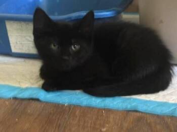 Licorice -  Domestic Short Hair Cat for Adoption in Lambertville, New Jersey - Licorice | PetCurious
