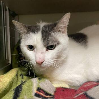 Todd -  Domestic Short Hair Cat for Adoption in Walden, New York - Todd | PetCurious
