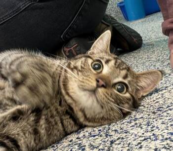 Domestic Short Hair Cats Available for Adoption in Golden, Colorado - Shrub | PetCurious