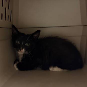 Angus -  Domestic Short Hair Cat for Adoption in Reno, Nevada - Angus | PetCurious