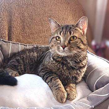 Rescue Tabby and Domestic Short Hair Cats for Adoption in Greensburg, Pennsylvania - Calvin | PetCurious