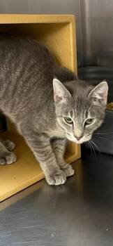 Willa -  Domestic Short Hair Cat for Adoption in Covington, Louisiana - Willa | PetCurious