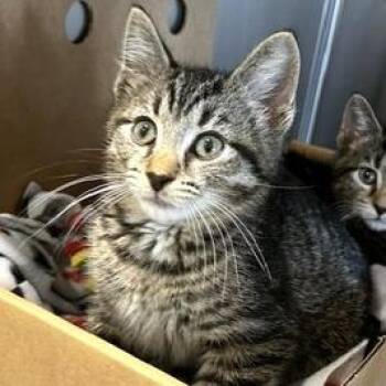 Domestic Short Hair Cats Available for Adoption - Asher | PetCurious