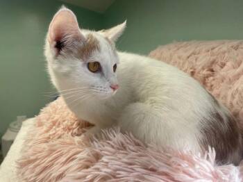 Rescue Domestic Short Hair Cats for Adoption in South Bend, Indiana - Layla * IN FOSTER * | PetCurious
