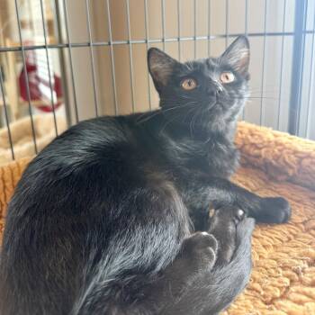 Poppy -  Domestic Short Hair Cat for Adoption in Louisville, Kentucky - Poppy | PetCurious