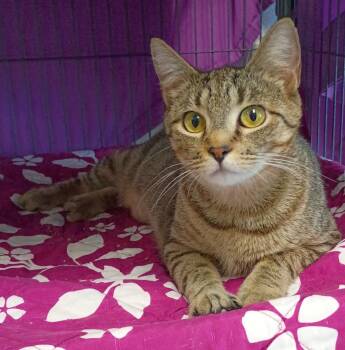Toot -  Domestic Short Hair Cat for Adoption in Hamilton, Ohio - Toot | PetCurious