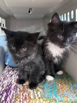 MORSEL -  Domestic Long Hair Cat for Adoption in Boston, Massachusetts - MORSEL | PetCurious
