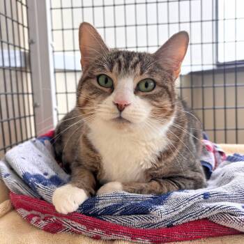 Tulip -  Domestic Short Hair and Tabby Cat for Adoption in Burlingame, California - Tulip | PetCurious