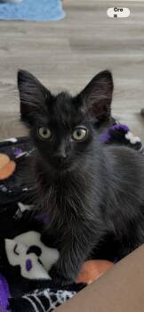 Ollie -  Domestic Medium Hair Cat for Adoption in Fort Worth, Texas - Ollie | PetCurious