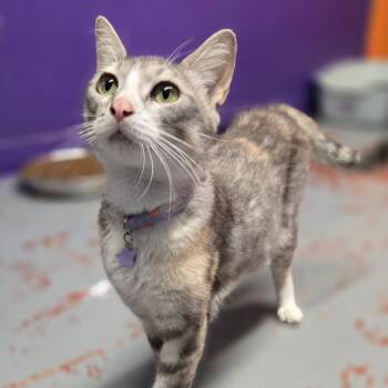 Wanda -  Domestic Short Hair Cat for Adoption in Asher, Oklahoma - Wanda | PetCurious