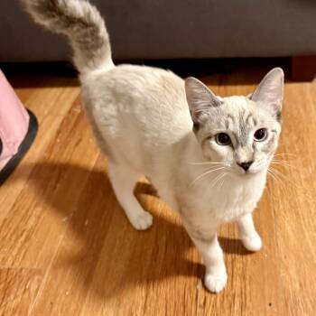 Rescue Domestic Short Hair Cats for Adoption in Los Angeles, California - Roxy | PetCurious