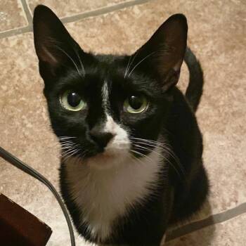 Rescue Domestic Short Hair Cats for Adoption in San Antonio, Texas - Trixie | PetCurious