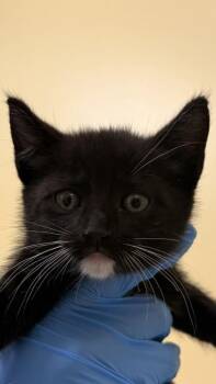 Domestic Short Hair Cats Available for Adoption in Honolulu, Hawaii - Ginny | PetCurious