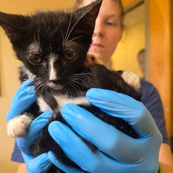 Bean -  Domestic Short Hair Cat for Adoption in Corinth, Mississippi - Bean | PetCurious