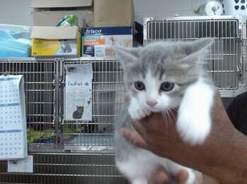 IRIS -  Domestic Short Hair Cat for Adoption in Salinas, California - IRIS | PetCurious