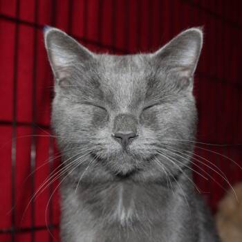 Felix -  Russian Blue Cat for Adoption in Billings, Montana - Felix | PetCurious