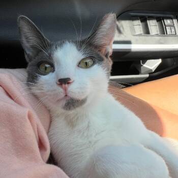 Sprout -  Domestic Short Hair Cat for Adoption in Lewisville, Texas - Sprout | PetCurious
