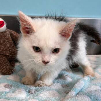 Domestic Long Hair Cats Available for Adoption in Mount Vernon, Indiana - Strawberry Shortcake | PetCurious