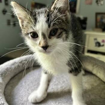 Casey -  Domestic Short Hair Cat for Adoption in Reynoldsburg, Ohio - Casey | PetCurious