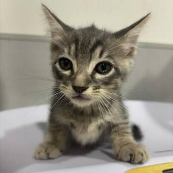 Fern -  Domestic Short Hair Cat for Adoption in Tampa, Florida - Fern | PetCurious