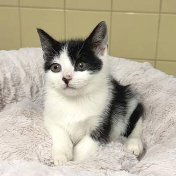 Orca -  Domestic Short Hair Cat for Adoption in East Hampton, New York - Orca | PetCurious