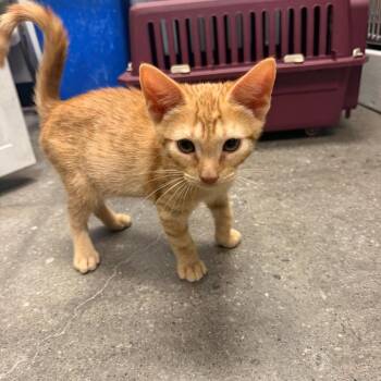 Kel -  Domestic Short Hair Cat for Adoption in Buffalo, New York - Kel | PetCurious