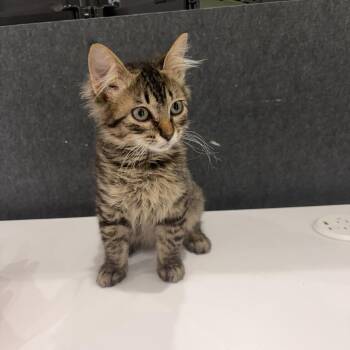 Munster -  Domestic Medium Hair Cat for Adoption in Lake Jackson, Texas - Munster | PetCurious