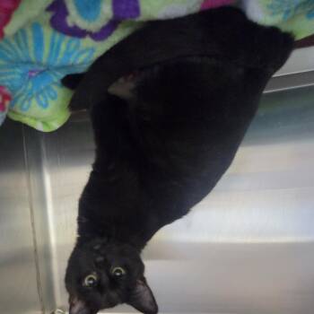 Rolling Stone -  Domestic Short Hair Cat for Adoption in Brookings, South Dakota - Rolling Stone | PetCurious