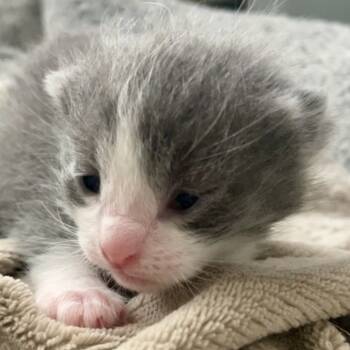 Rescue Domestic Short Hair Cats for Adoption in San Antonio, Texas - Taro | PetCurious