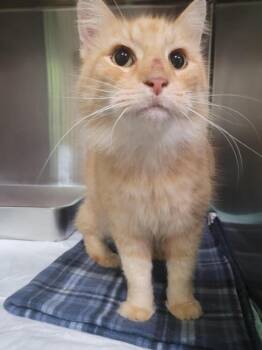 Big Boy -  Domestic Long Hair Cat for Adoption in Linton, Indiana - Big Boy | PetCurious