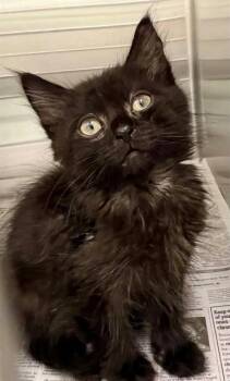 ZEPHYR -  Domestic Short Hair Cat for Adoption in Houston, Texas - ZEPHYR | PetCurious
